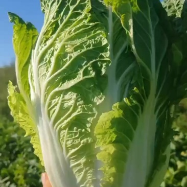 需要联系大量有货