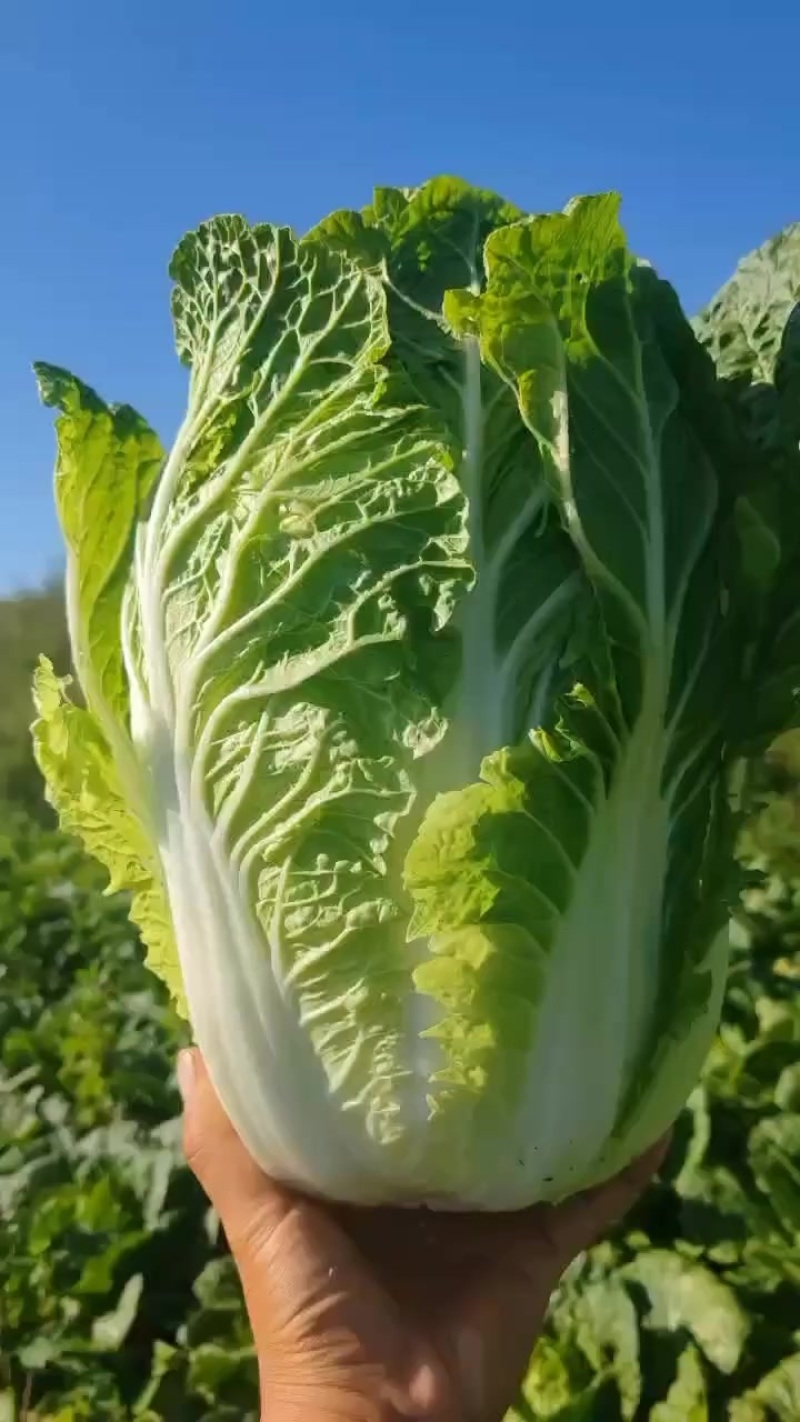 需要联系大量有货