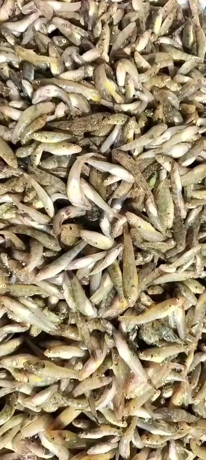 山根鱼沙地爬小黄鱼批发