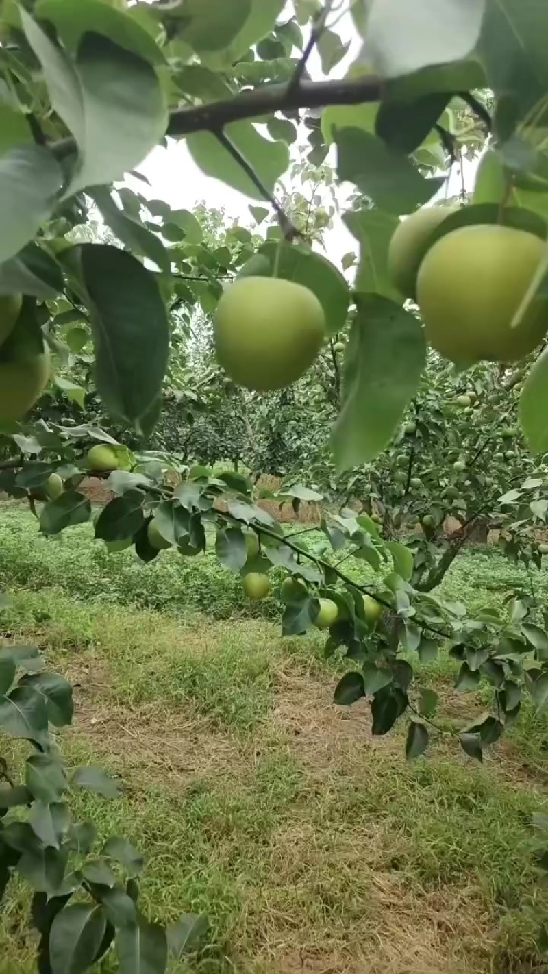 产地大量上市！