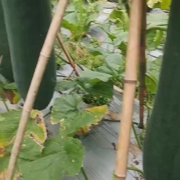 黑皮冬瓜