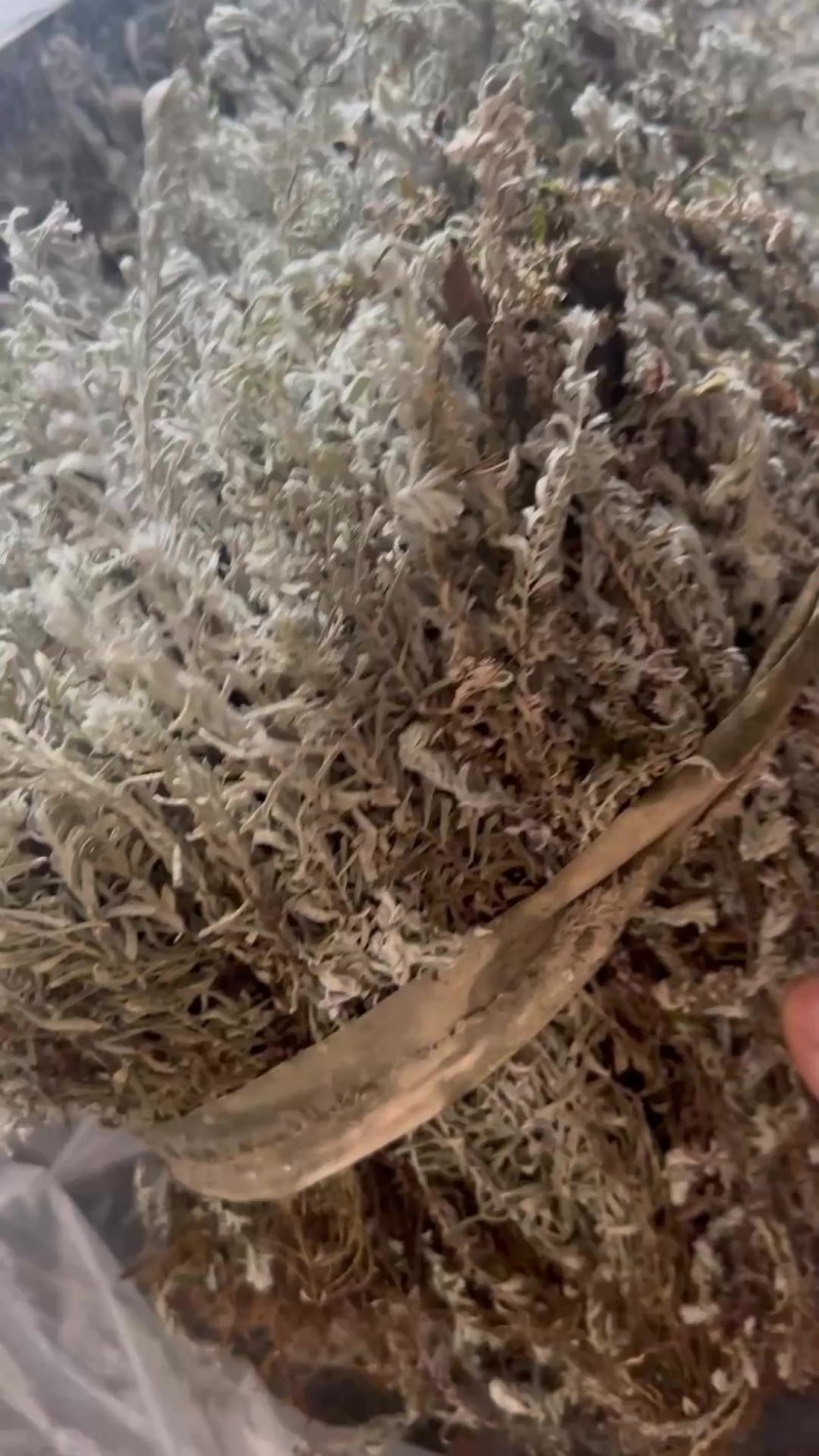 鹿茸草