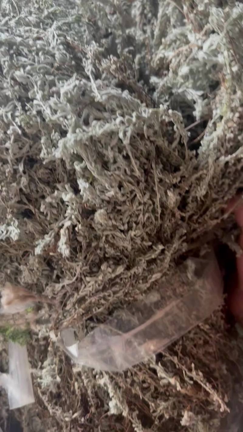 鹿茸草