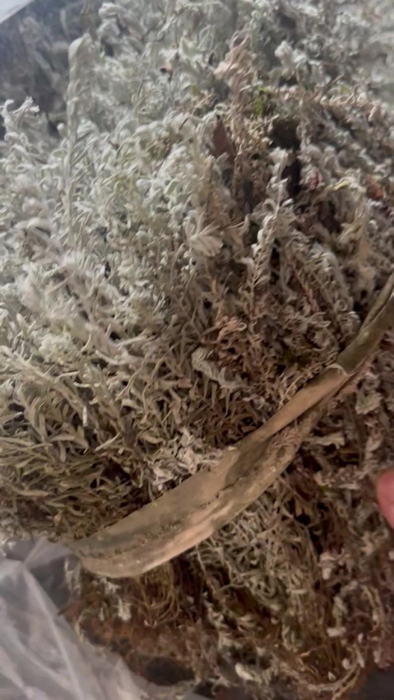 鹿茸草