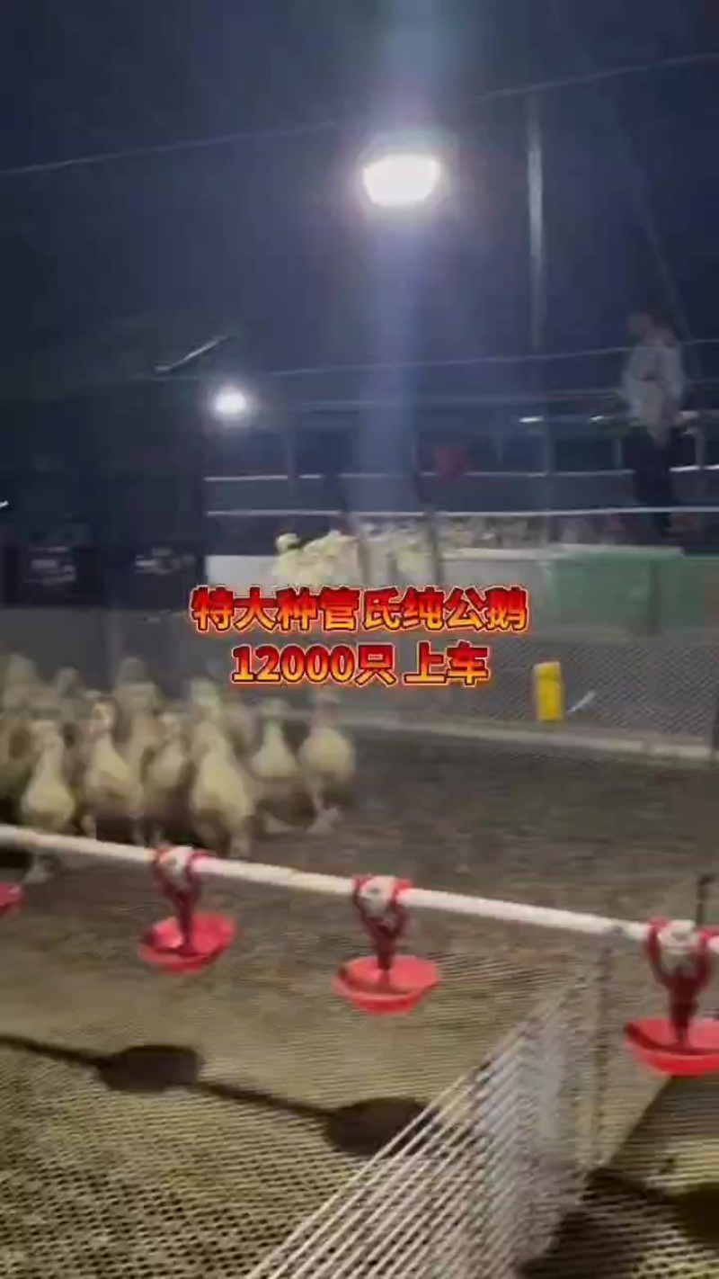 大金花脱温鹅苗10到15天疫苗齐全成活率高