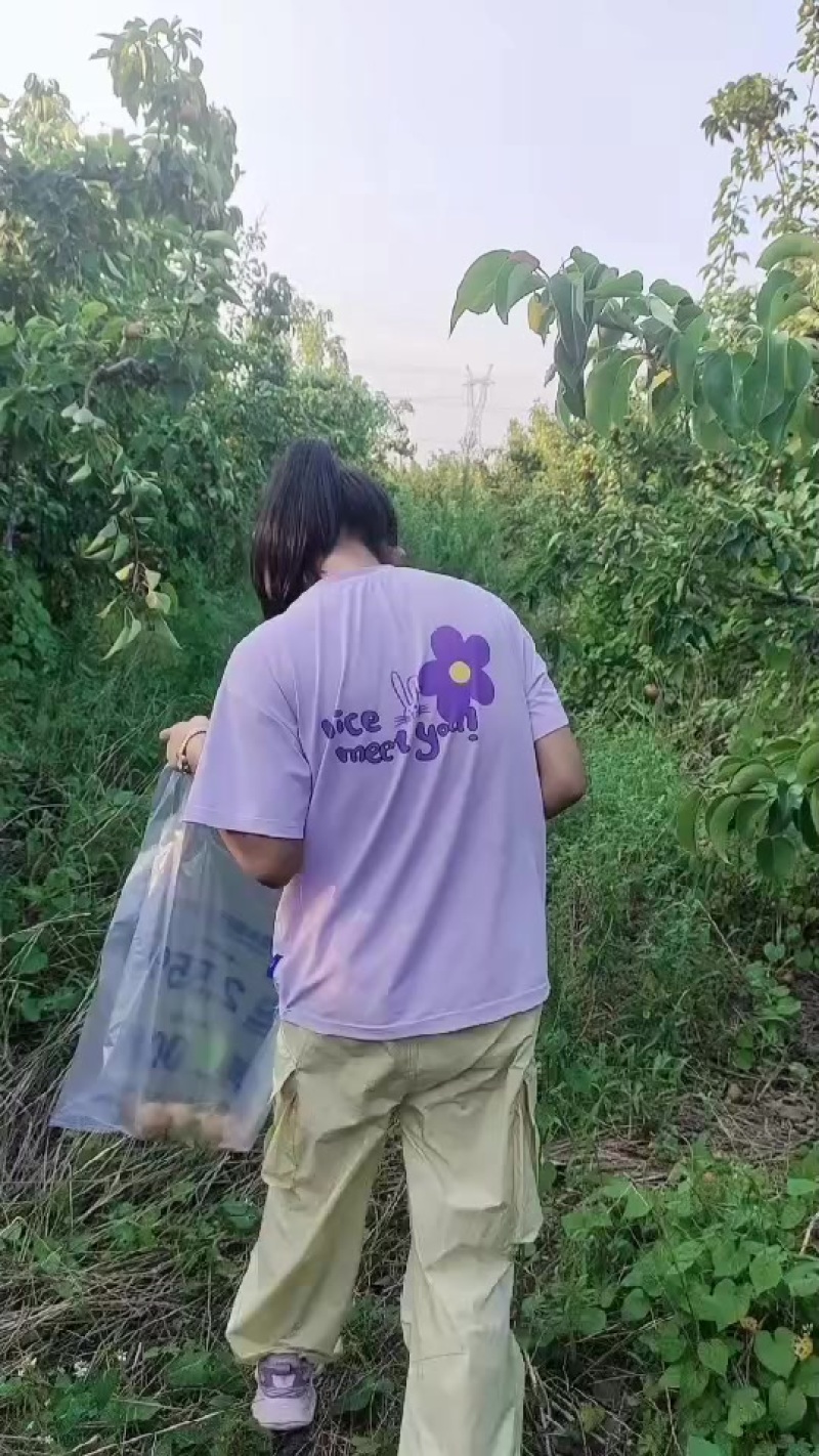 六年以上梨树