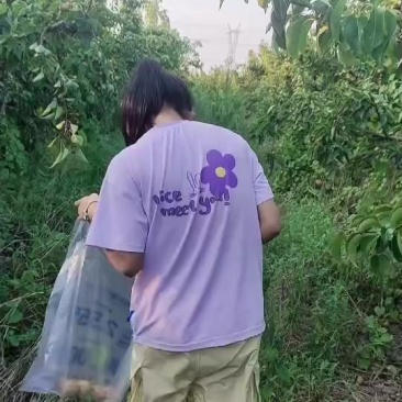 六年以上梨树