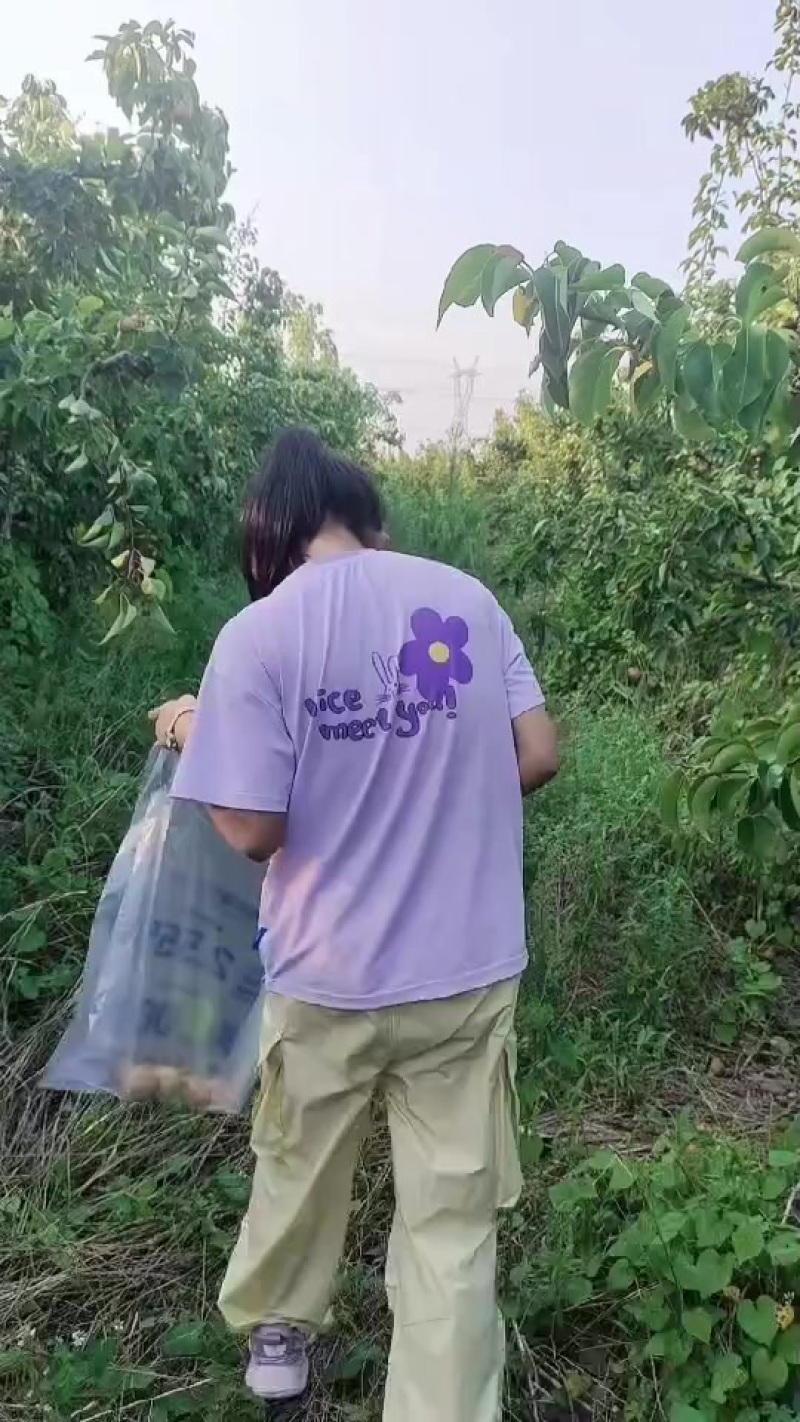 六年以上梨树
