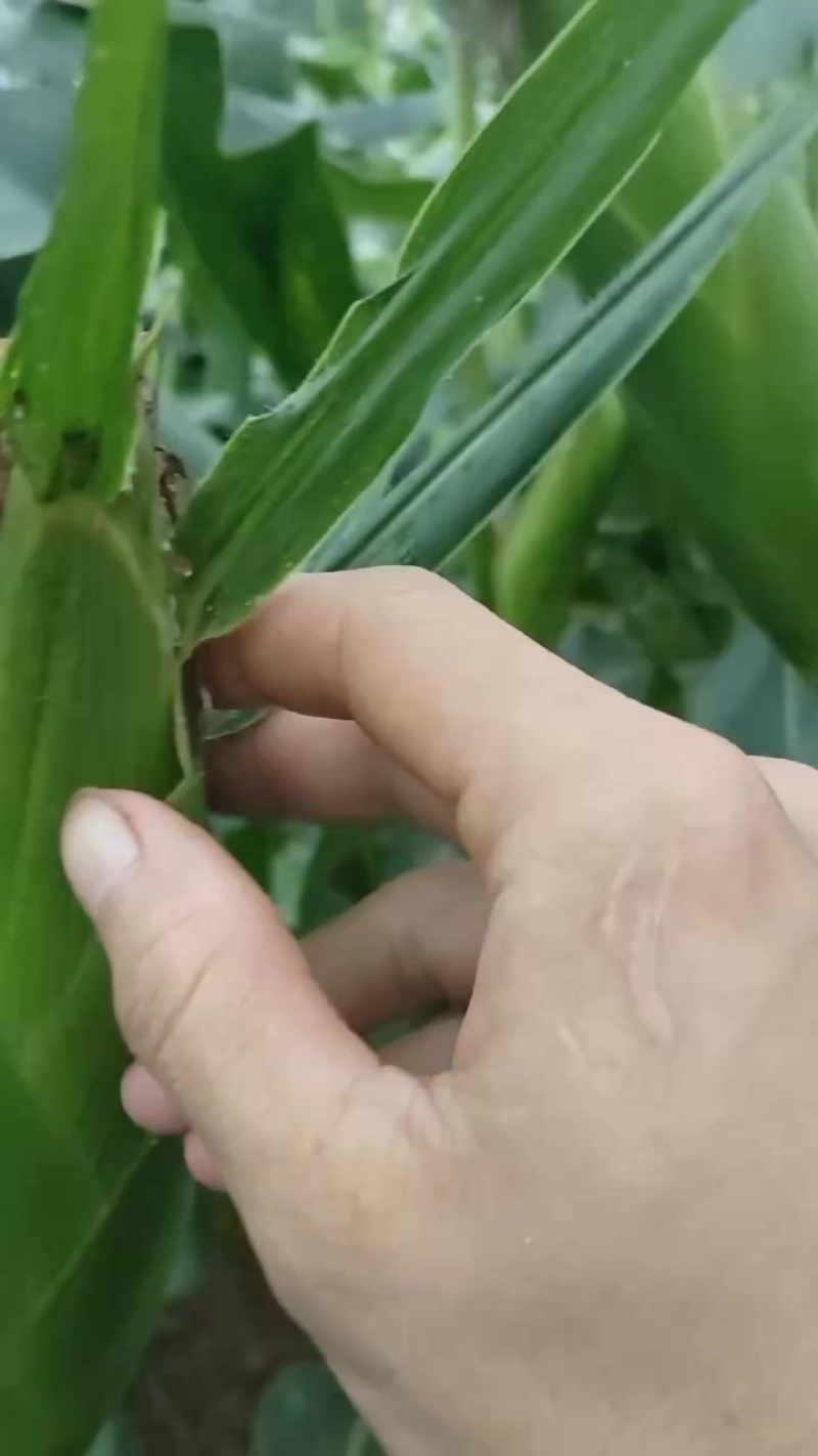 精品水果玉米
