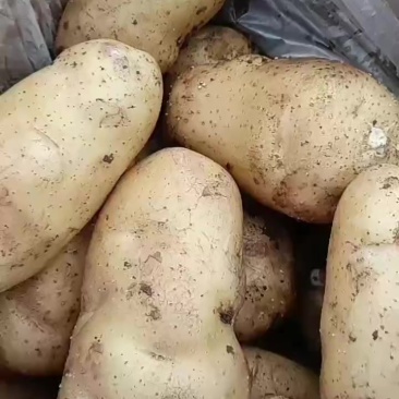 荷兰.沃土精品土豆薯行好颜色好，个头大无腐烂