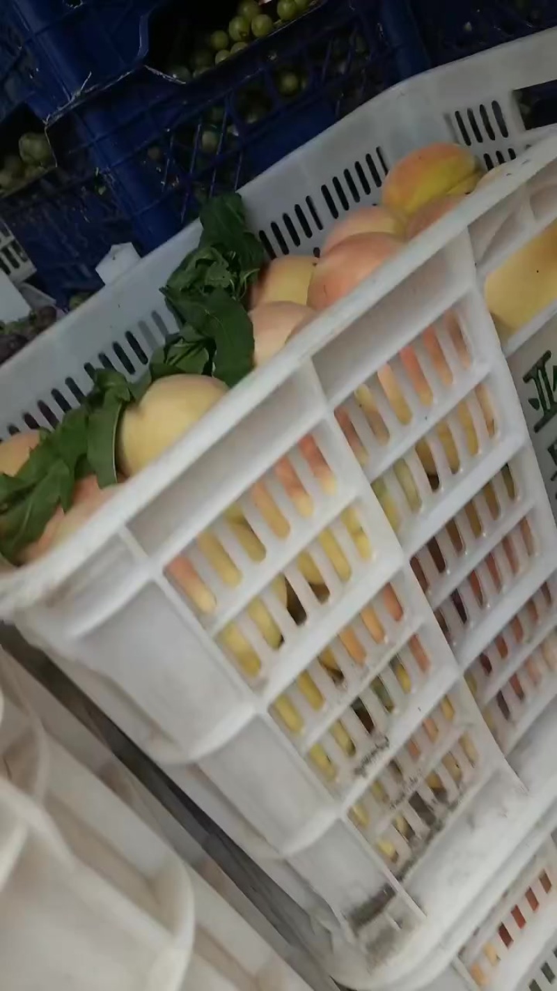 永连蜜桃大量上市中有需要联系我，千亩桃园基地
