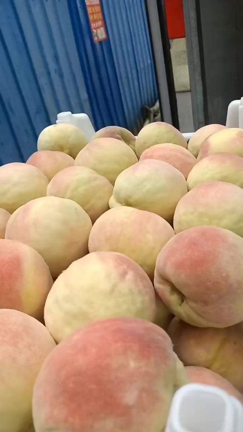 永连蜜桃大量上市中有需要联系我，千亩桃园基地