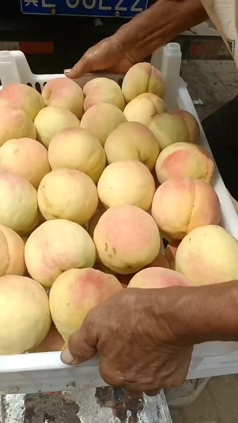 永连蜜桃大量上市中有需要联系我，千亩桃园基地