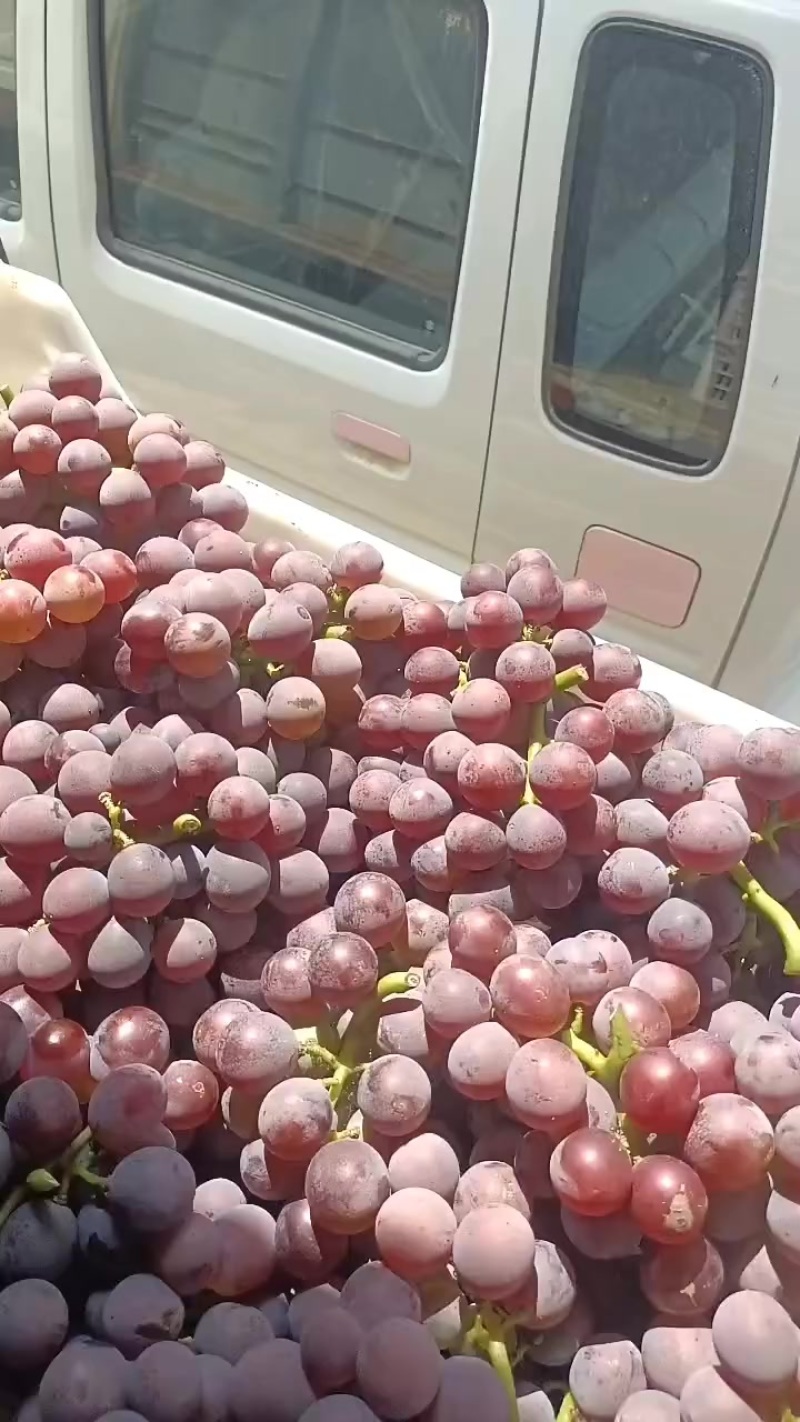 永连蜜桃大量上市中有需要联系我，千亩桃园基地