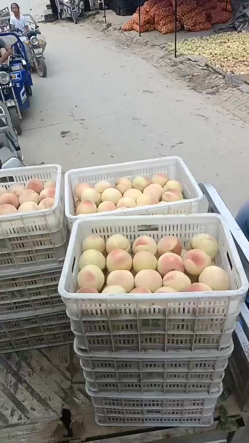 永连蜜桃大量上市中有需要联系我，千亩桃园基地