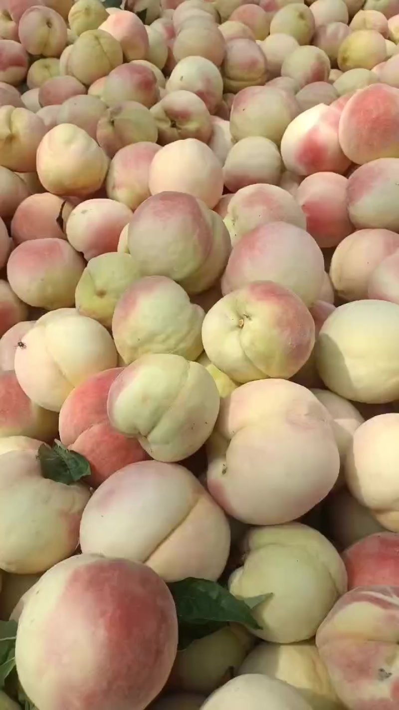 永连蜜桃大量上市中有需要联系我，千亩桃园基地