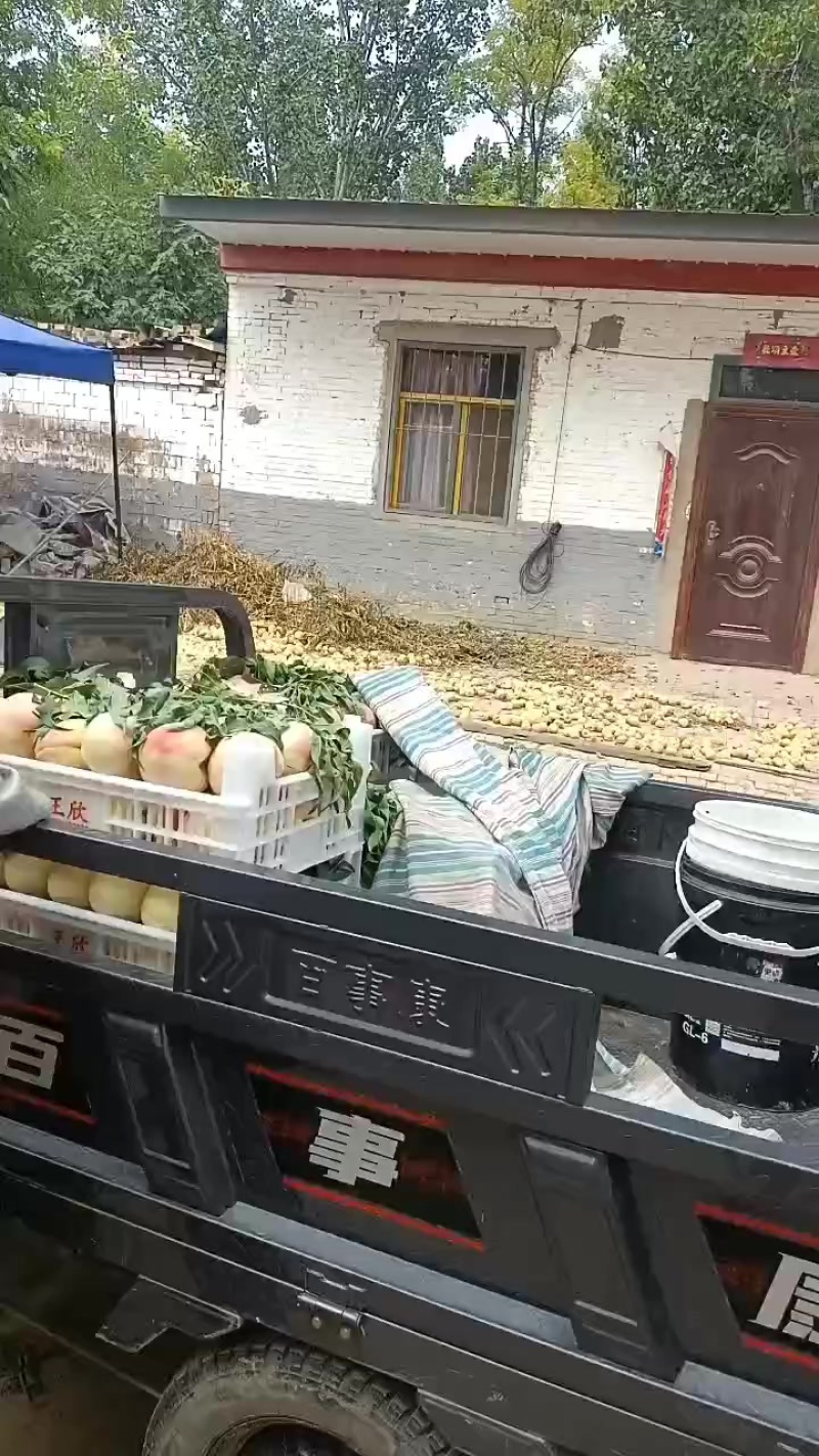 永连蜜桃大量上市中有需要联系我，千亩桃园基地