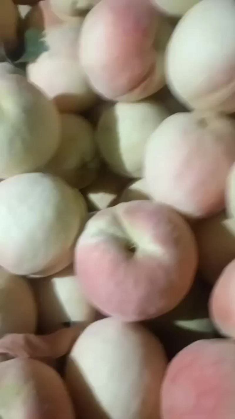 永连蜜桃大量上市中有需要联系我，千亩桃园基地