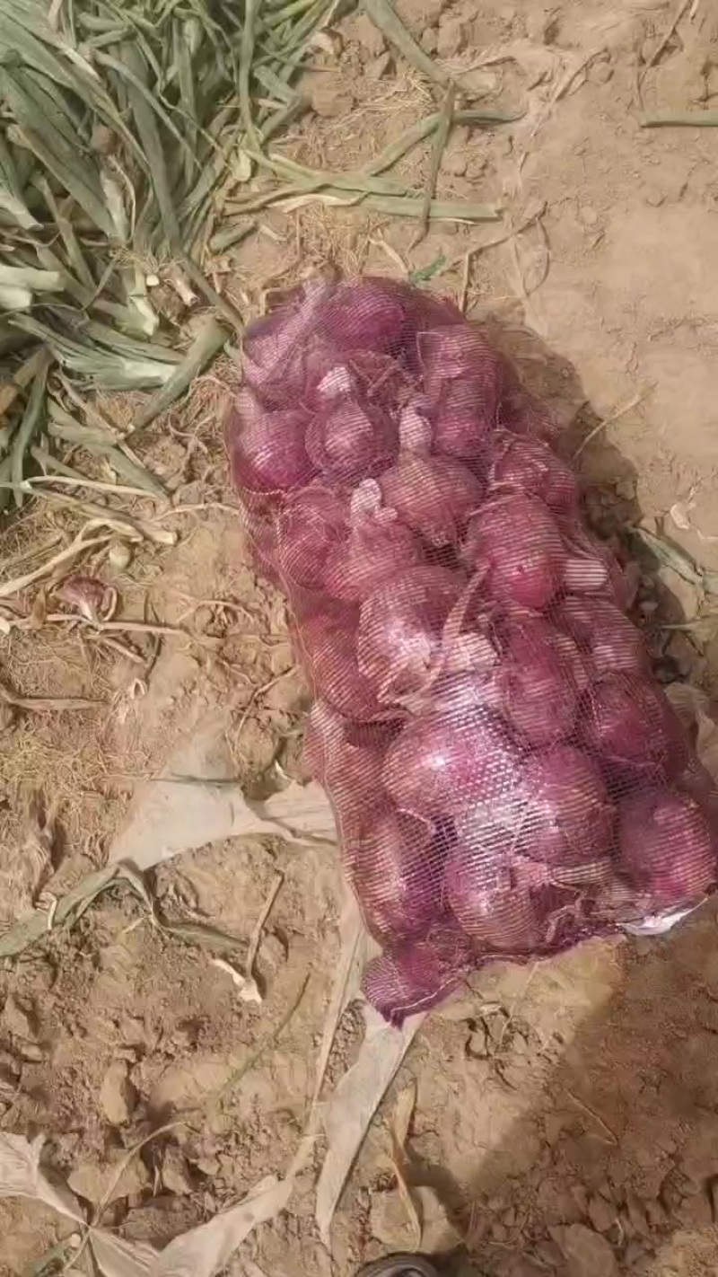 洋葱