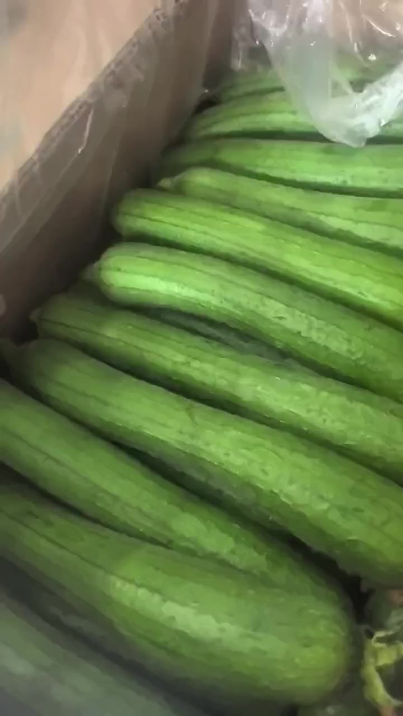 油皮丝瓜