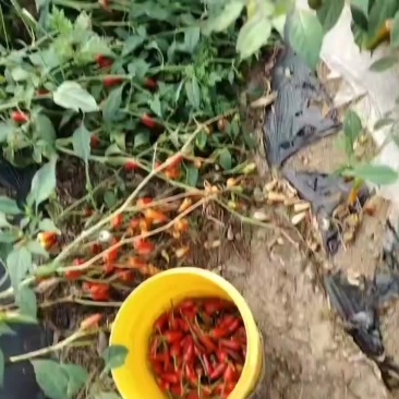 子弹头辣椒