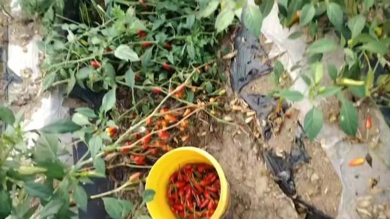 子弹头辣椒