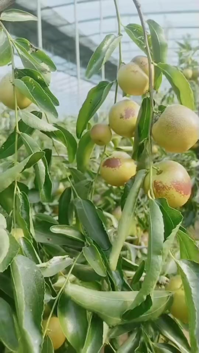 河北沧州冬枣，脆甜可口，果形**