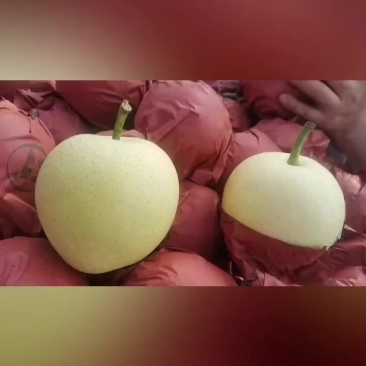 皇冠梨