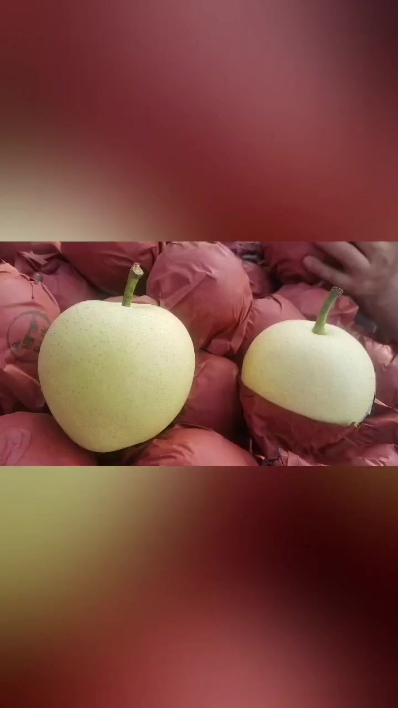 皇冠梨