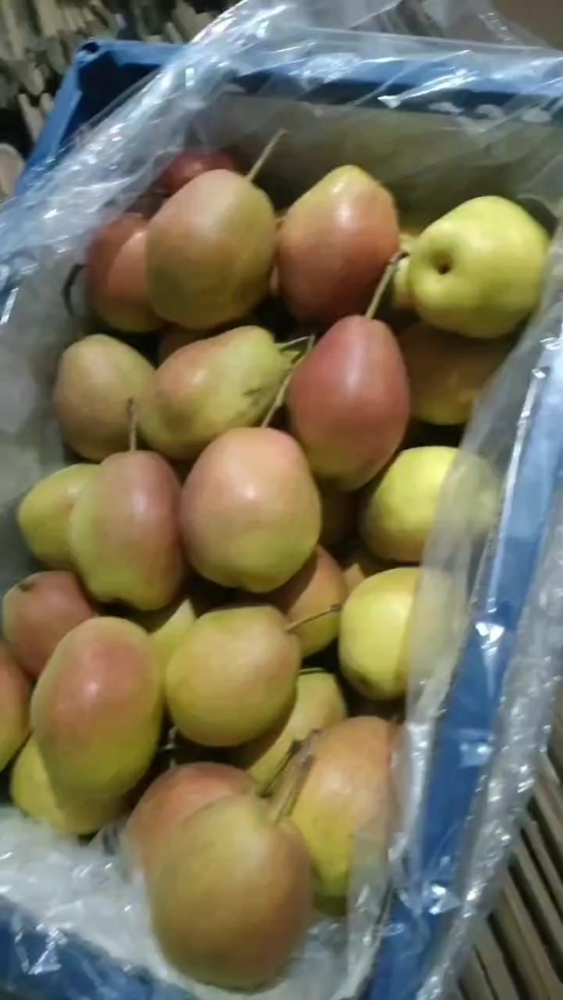 祁县红香酥梨
