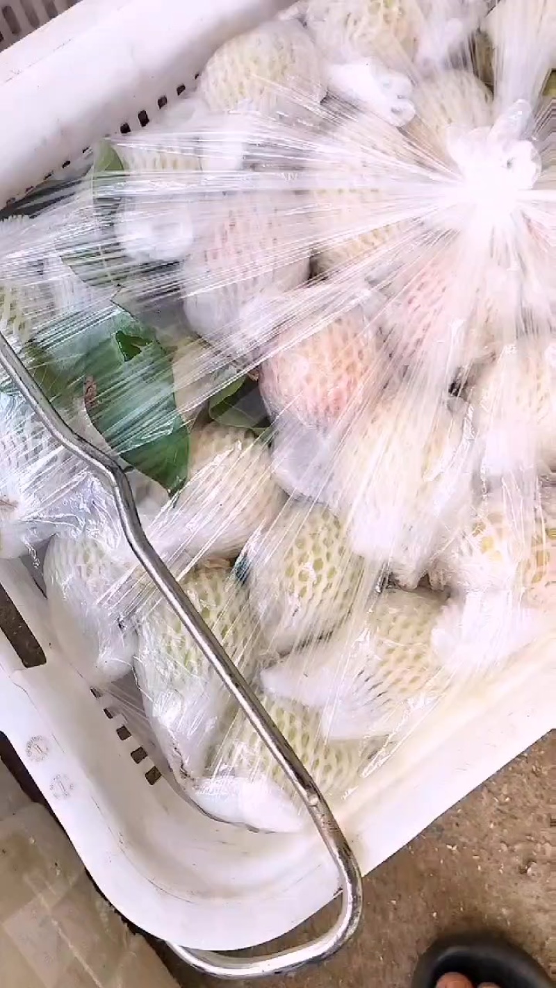 湛江翻石榴，芭乐