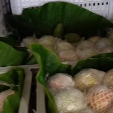 湛江翻石榴，芭乐