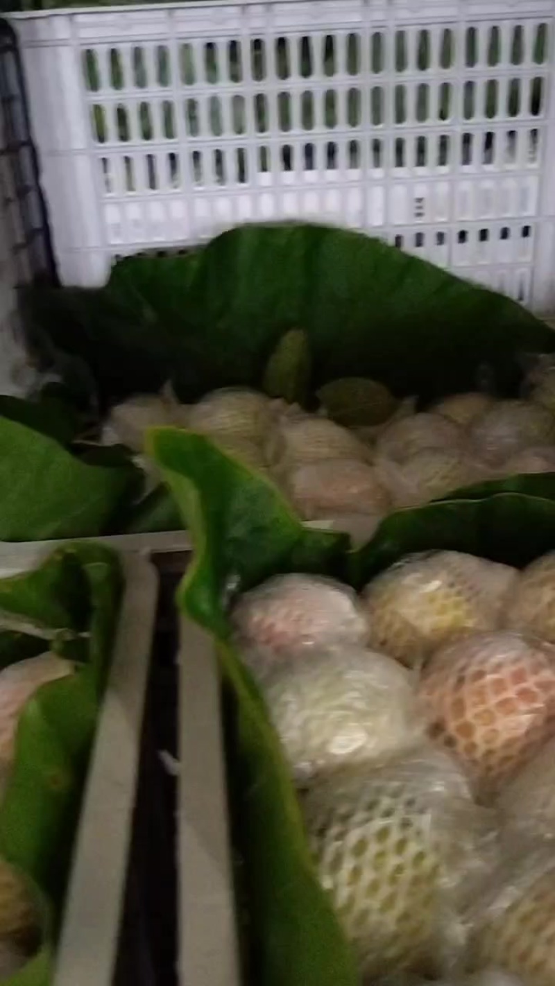 湛江翻石榴，芭乐