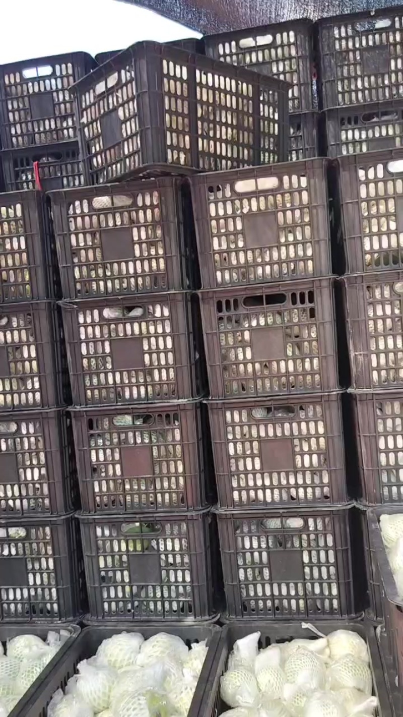 湛江翻石榴，芭乐