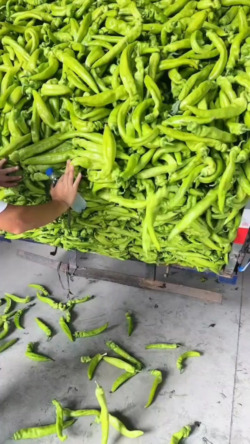 尖椒
