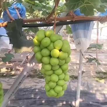 葡萄