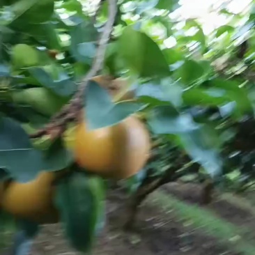 利川糖梨