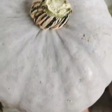 陕北银栗南瓜大量上市，颜色正，粉度好
