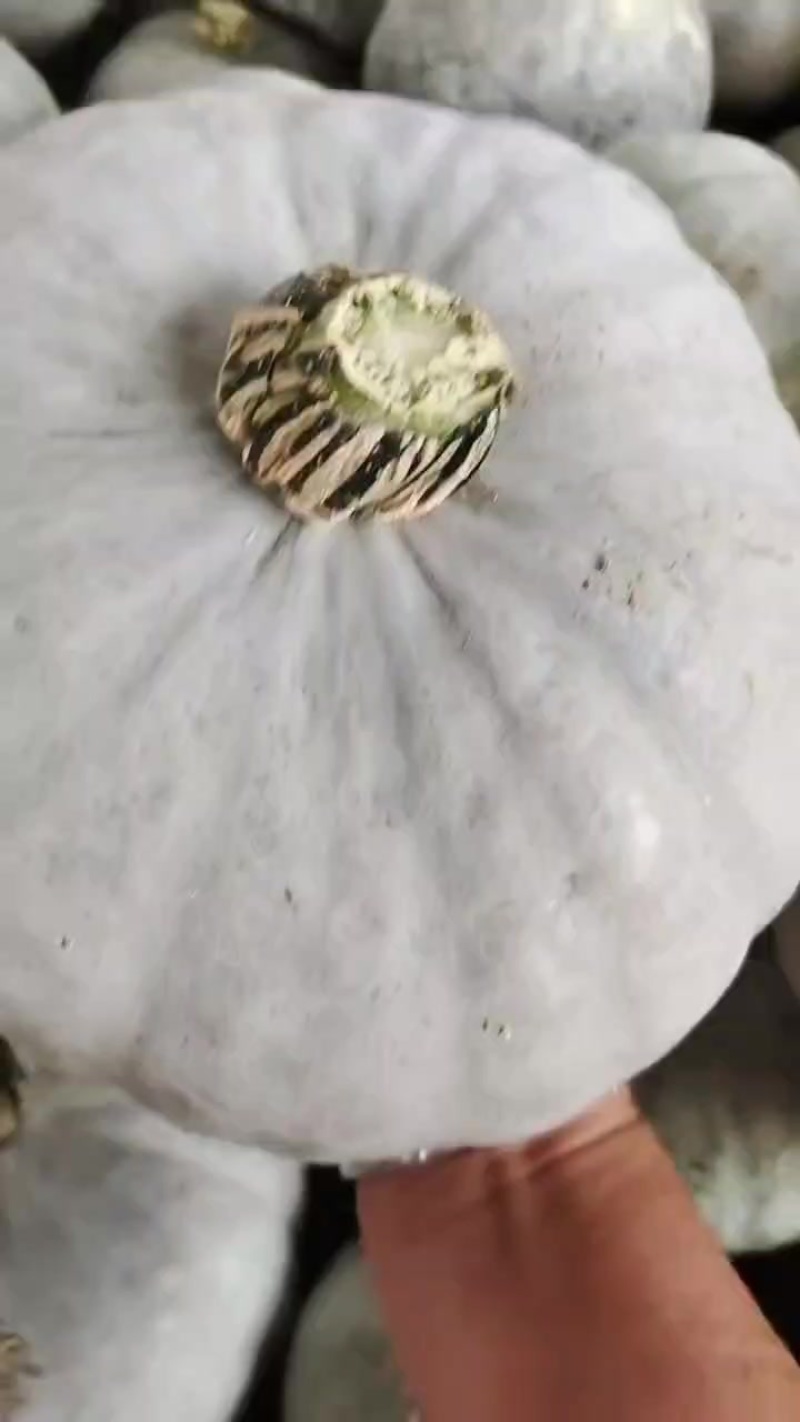 陕北银栗南瓜大量上市，颜色正，粉度好