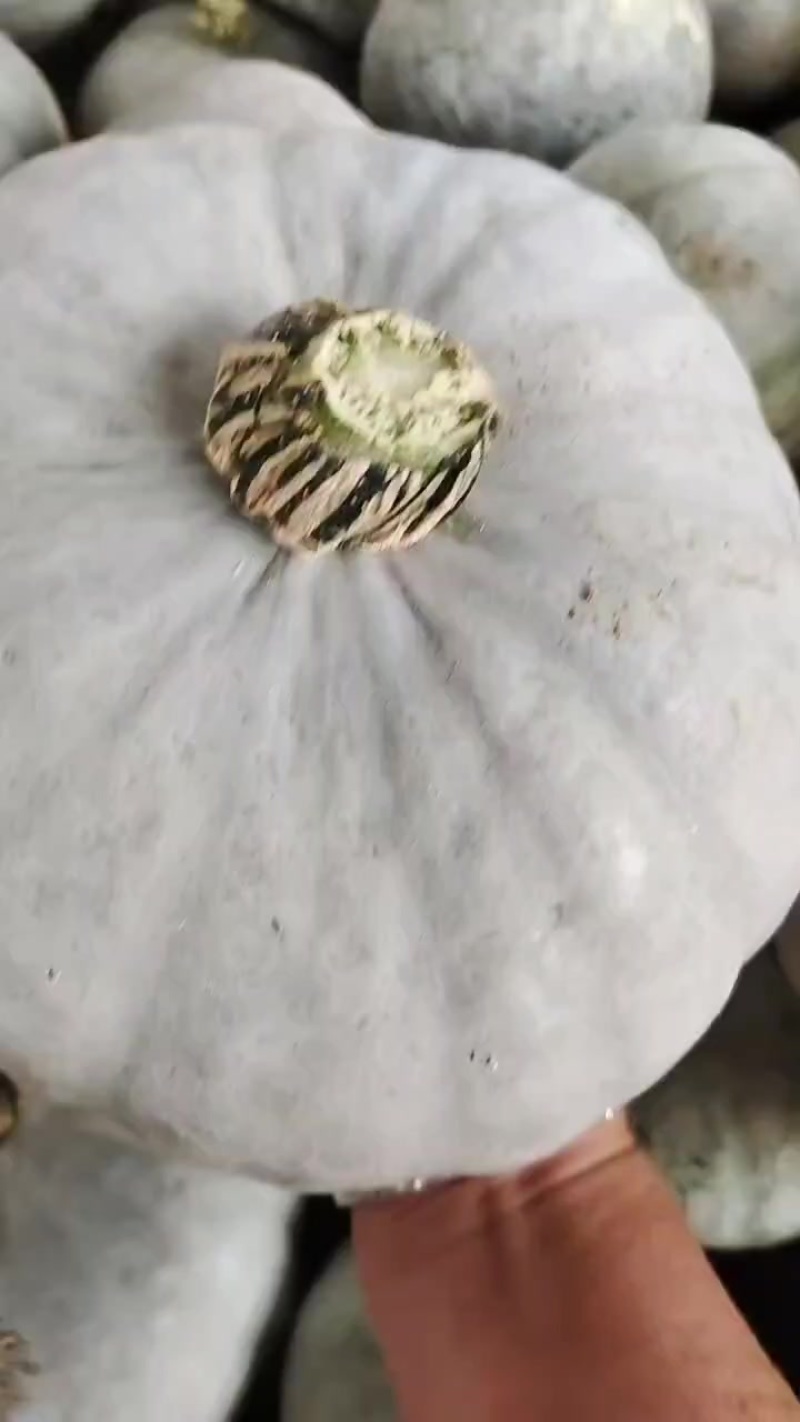 陕北银栗南瓜大量上市，颜色正，粉度好