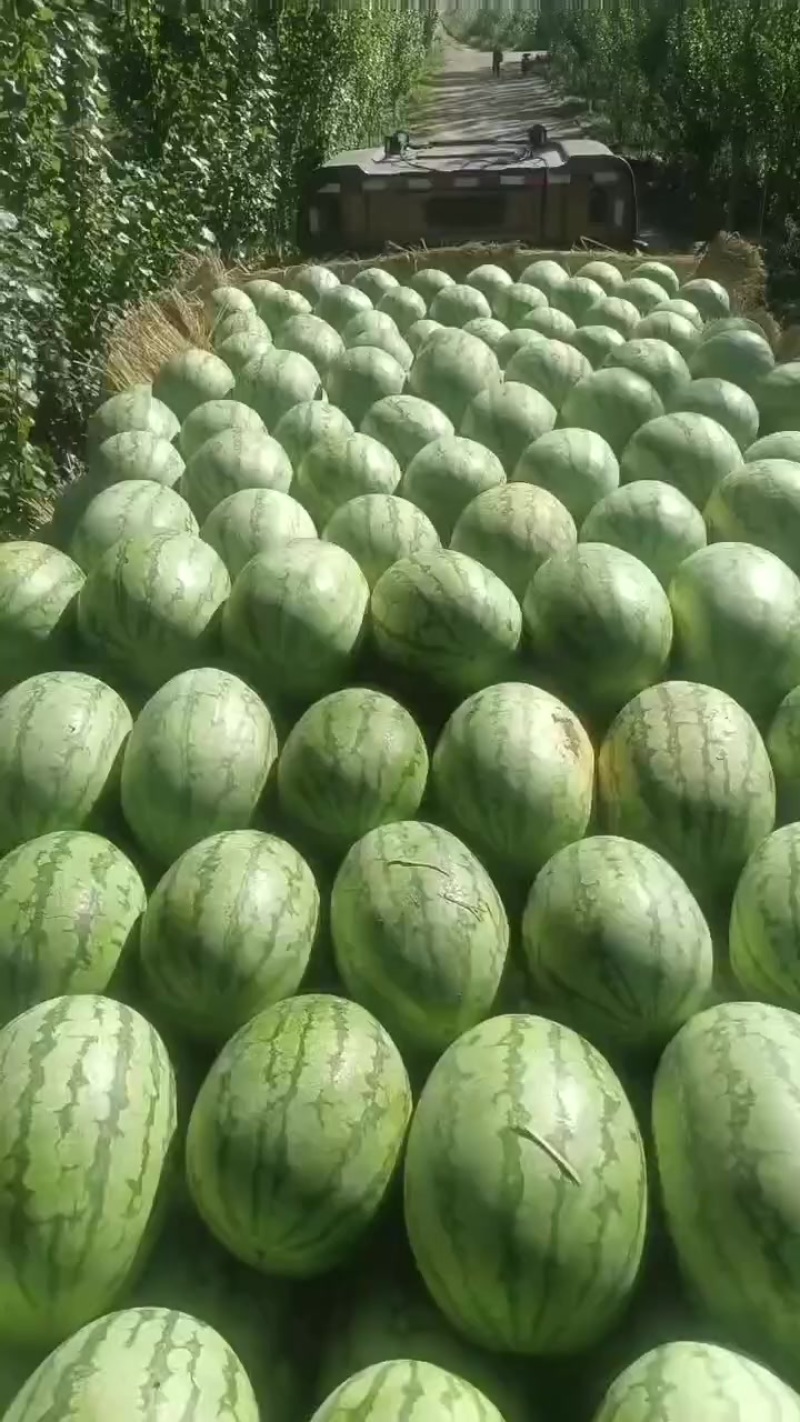 硒砂瓜