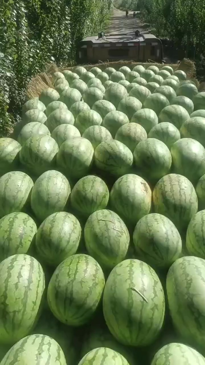 硒砂瓜