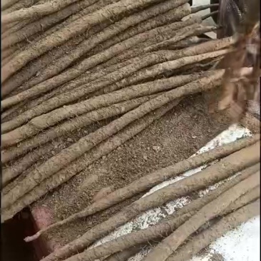 河北大粗紫药