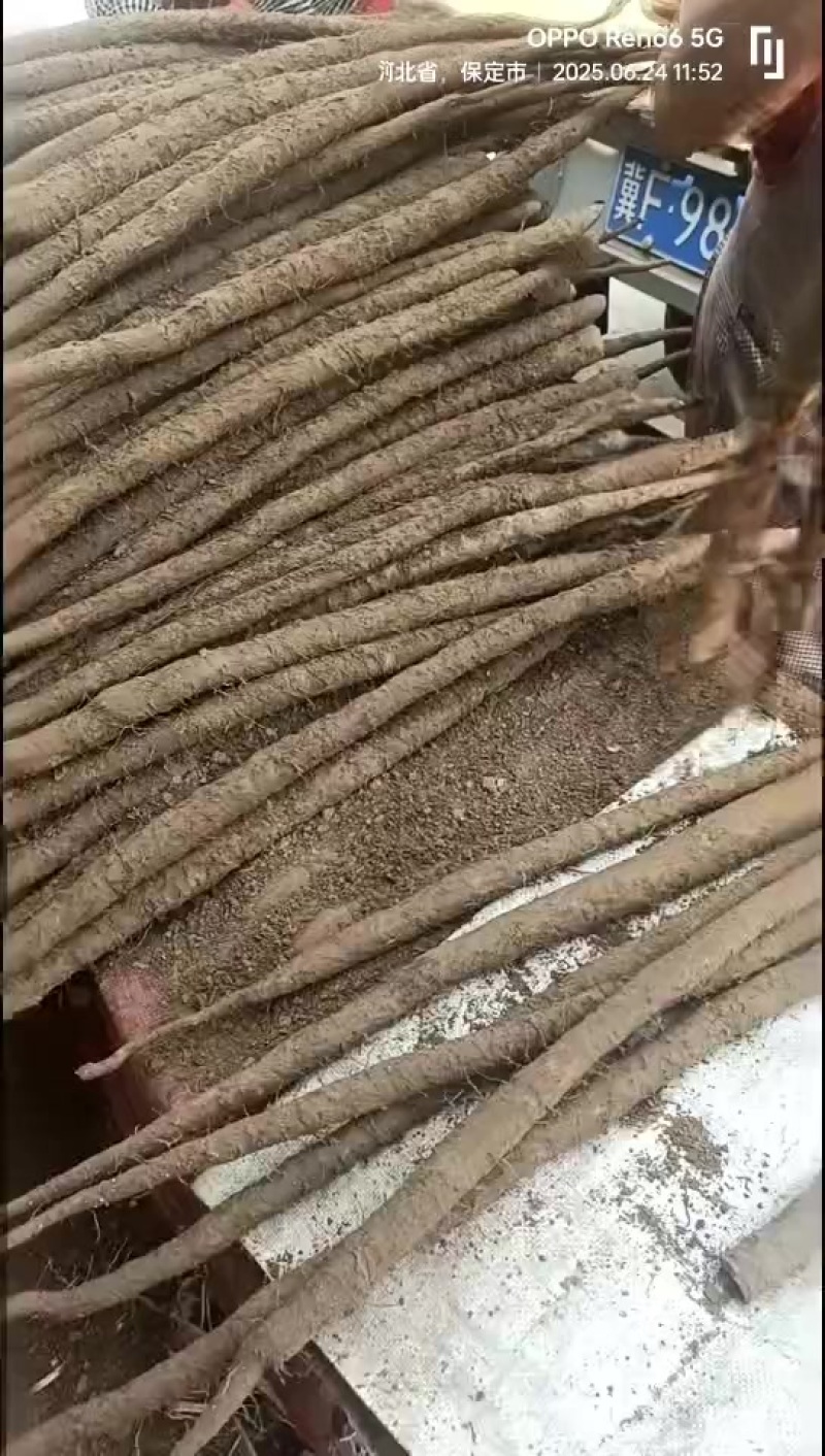 河北大粗紫药