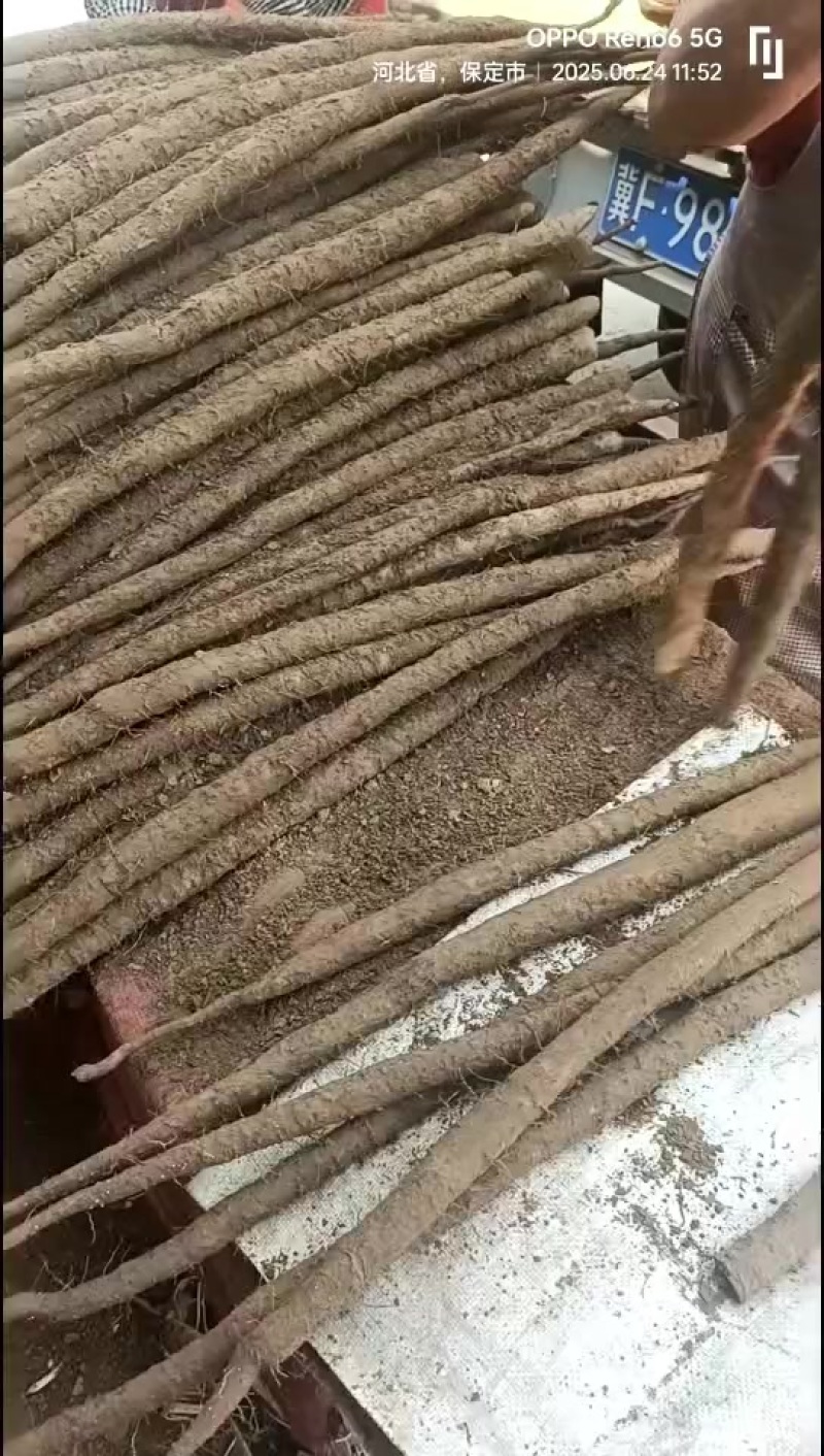 河北大粗紫药