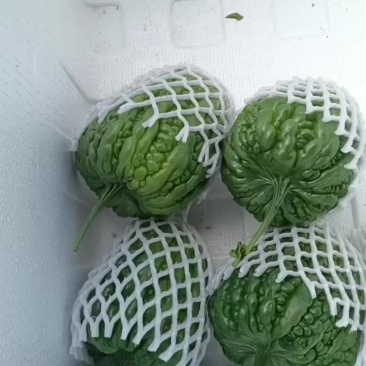 大顶苦瓜大量上市