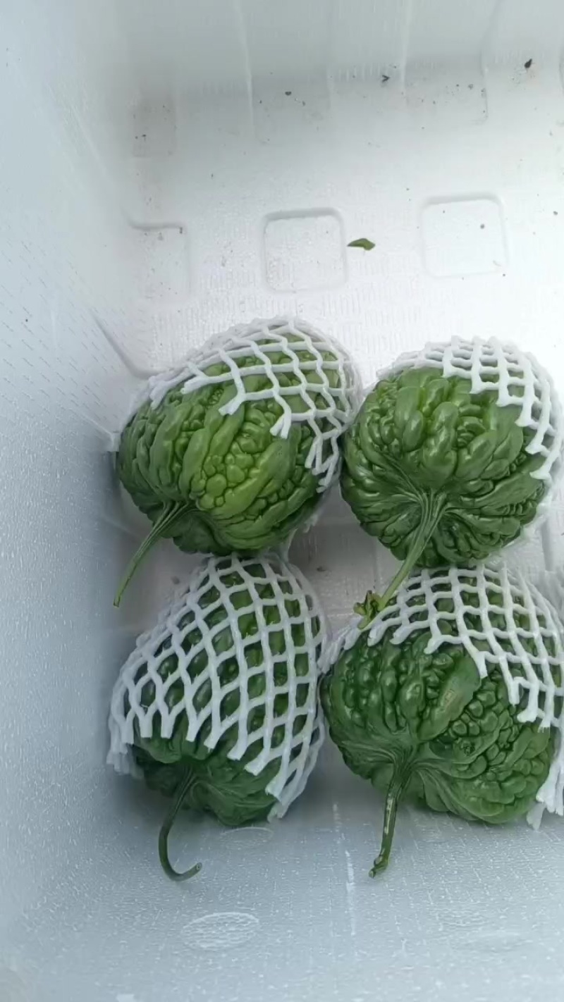 大顶苦瓜大量上市