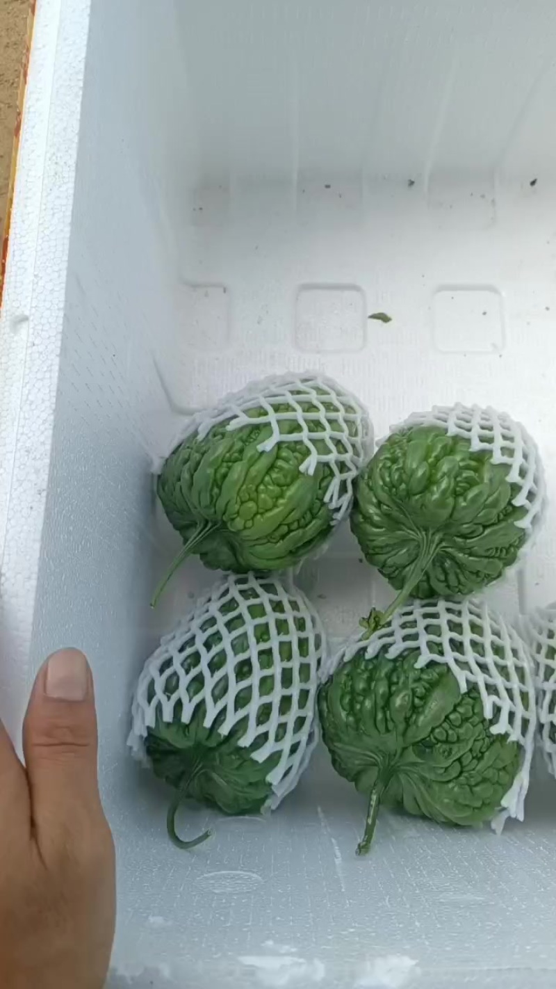 大顶苦瓜大量上市