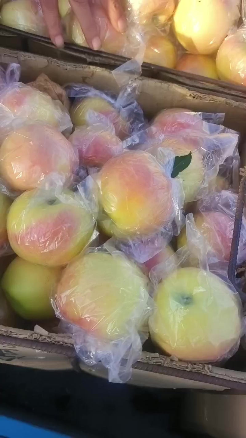 青红不分膜代嗄啦
