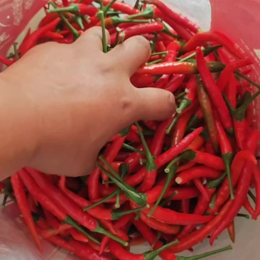 小米辣